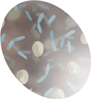 Bakterien