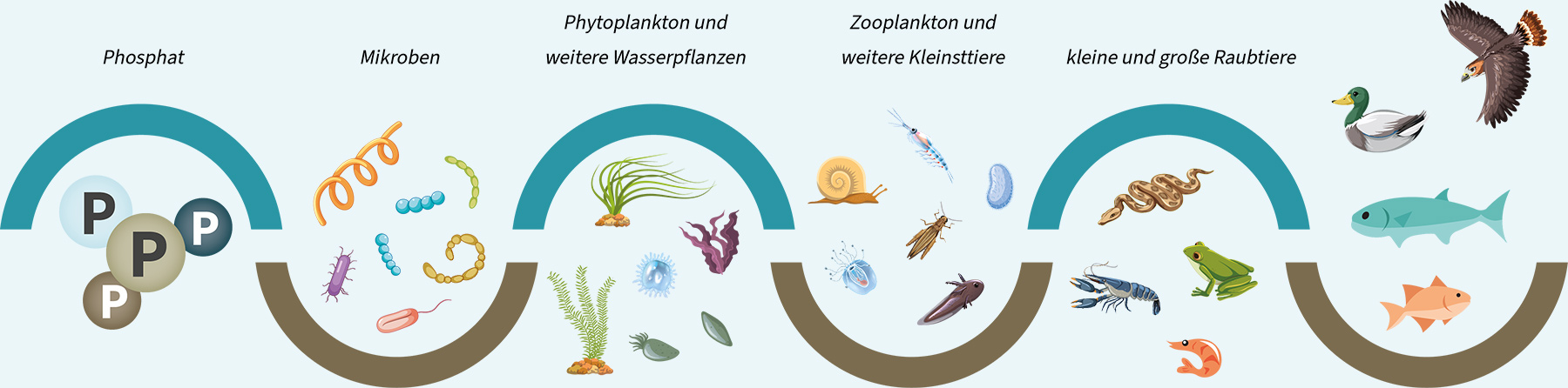 Nahrungskette im Wasser